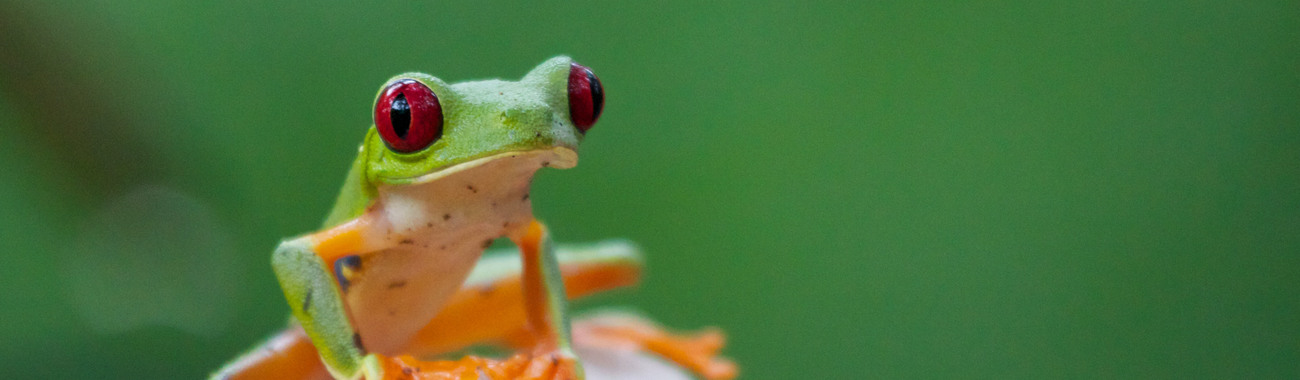 Amphibians - What is an amphibian? | Young People's Trust For the  Environment