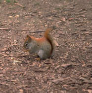 Picture of a red squirrel foraging