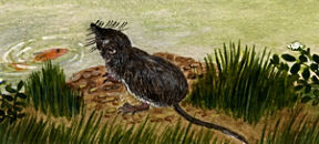 Illustration of a Water Shrew