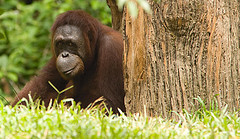 Orangutan