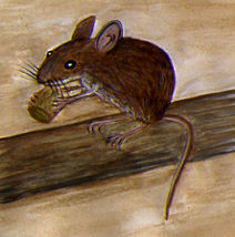 Wood Mouse