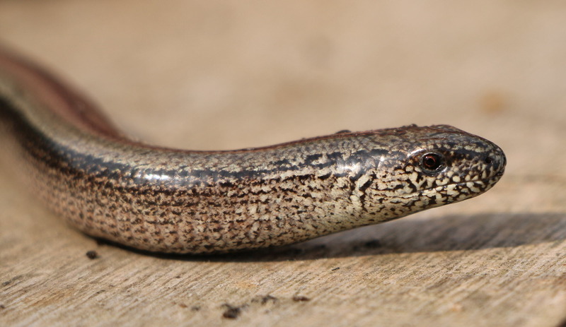 slow-worm-protecting-the-slow-worm-young-people-s-trust-for-the