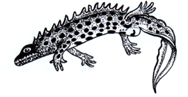 Great Crested Newt