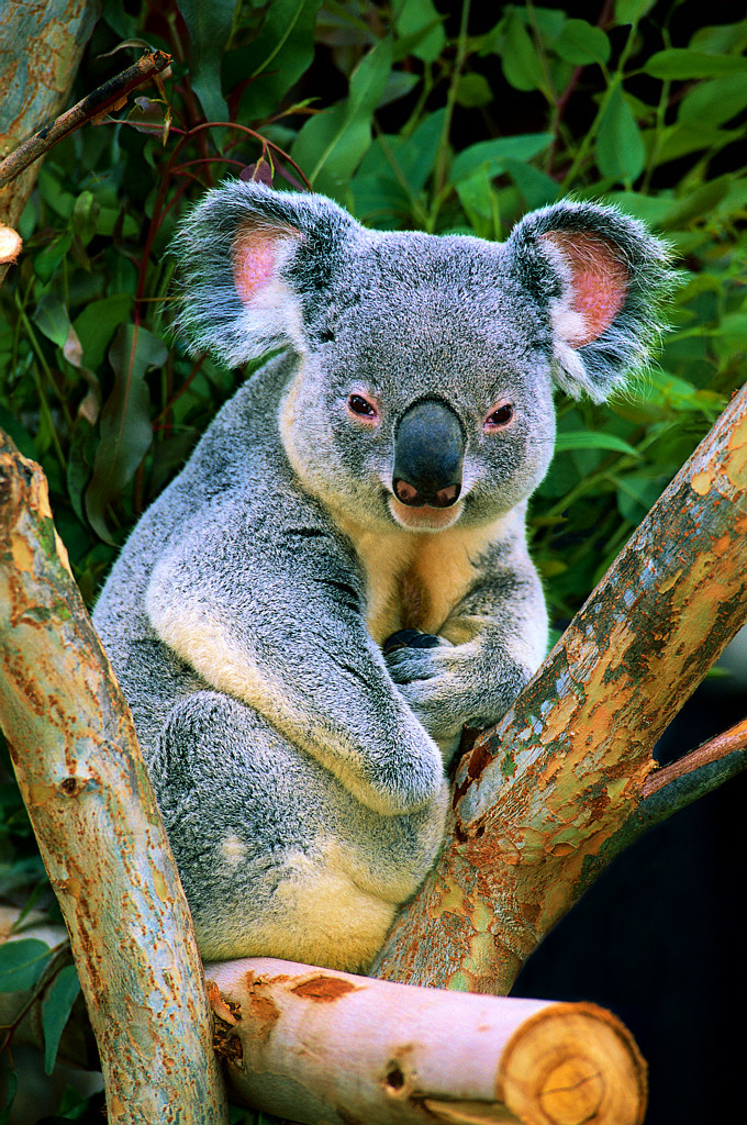 Koala in a tree