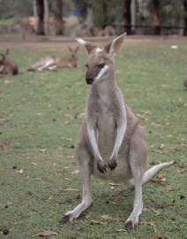 Kangaroo