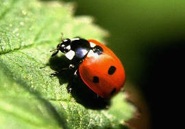 Ladybird