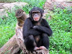 average chimpanzee height and weight