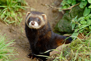 Polecat © Peter Trimming CC BY 2.0