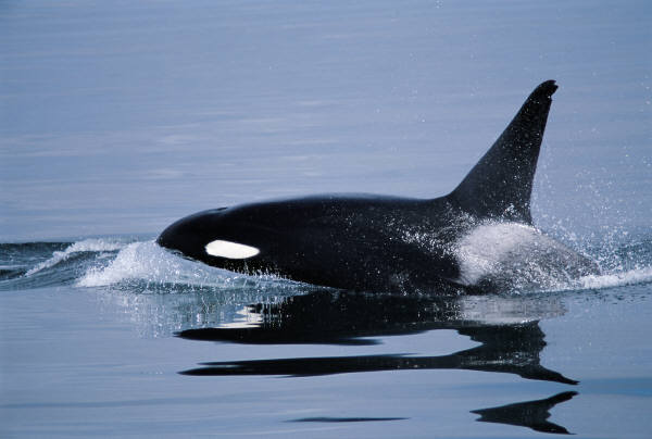 Picture of a killer whale gliding through water