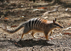 Numbat