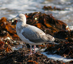 Juvenile Herring Gull © John Haslam CC BY 2.0