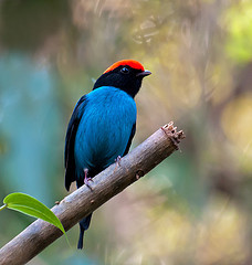 Manakin © Dario Sanches CC BY-SA 2.0