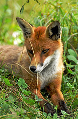Red Fox by Martin Pettitt