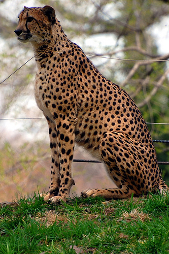Cheetah - Flickr © Bradley Buhro CC BY 2.0