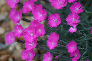 Cheddar pink flower CC Ryan Somma