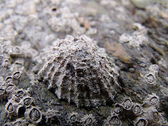 Limpet © C-Hoare CC BY 2.0