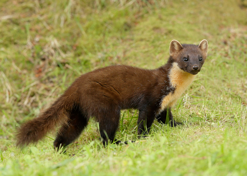 Pine marten by Iain Leach