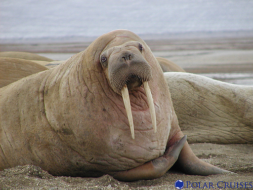 Picture of a walrus