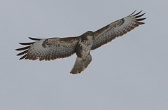 Buzzard - Flickr © Des Irwin CC BY 2.0 