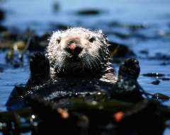 Sea Otter