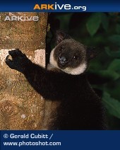 ARKive species - Black tree kangaroo (Dendrolagus ursinus)