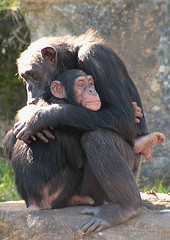 Chimpanzees hugging - Flickr © Buffa CC BY 2.0