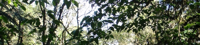 Rainforest - Samaipata, Bolivia © Emma Brice