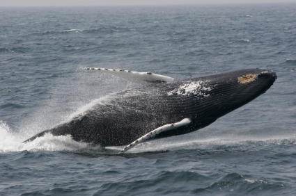 humpback whale