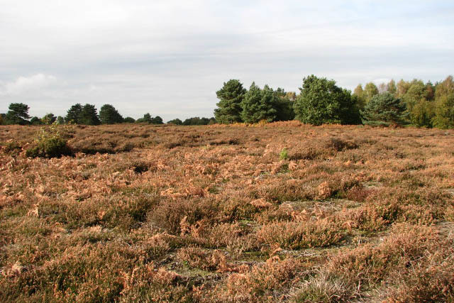 Printable Factsheet: Heathland | Young People's Trust For the Environment