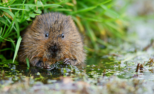 Picture of a water vole