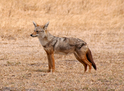 Golden Jackal