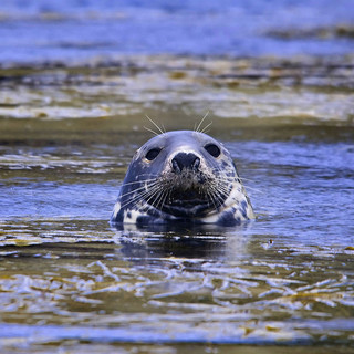 Picture of a Grey Seal