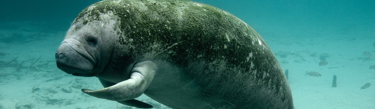 Manatee - Conservation | Young People's Trust For the Environment