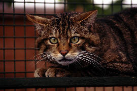 Scottish wildcat - provided by Caring for the Scottish Wildcat web site.