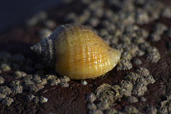 Dog Whelk © Callum Macpherson CC BY-NC 2.0