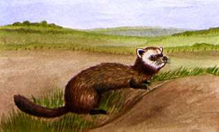 Polecat