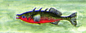 Illustration of a Three-spined Stickleback