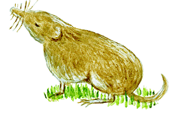 Illustration of a Common Shrew
