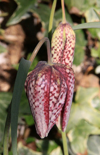 Fritillary photo CC Tony Hisgett