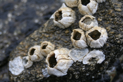 acorn barnacle