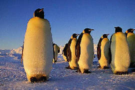 Emperor Penguins